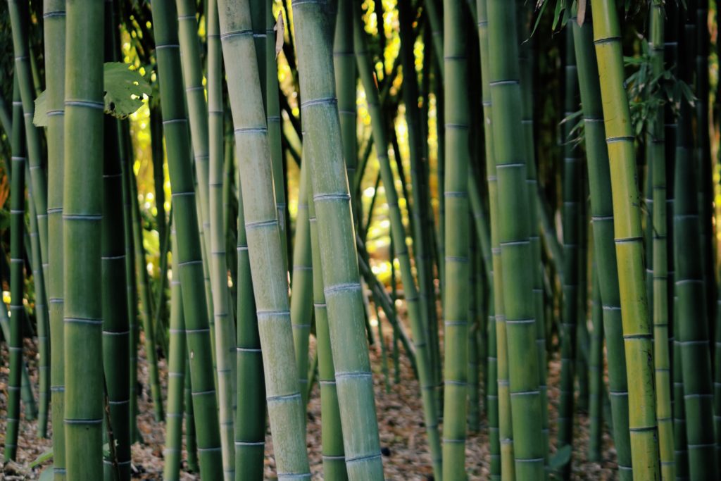 23_Bamboo-5