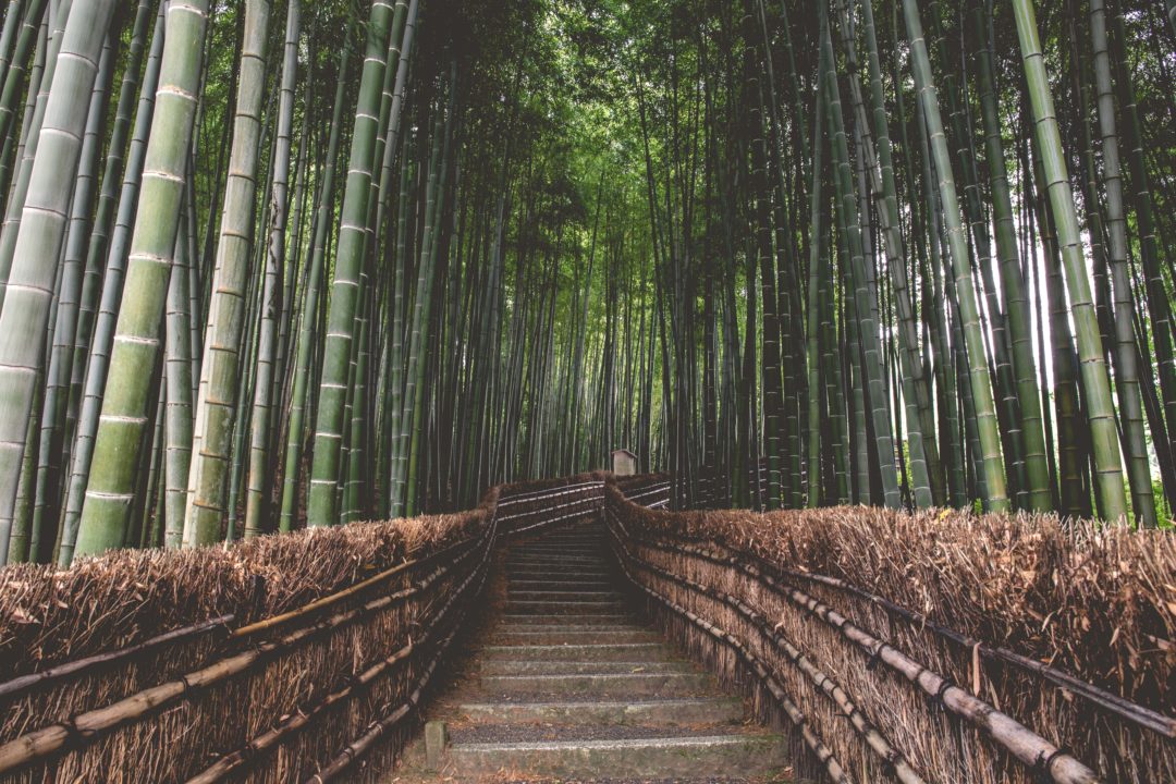 What is Bamboo Used for?