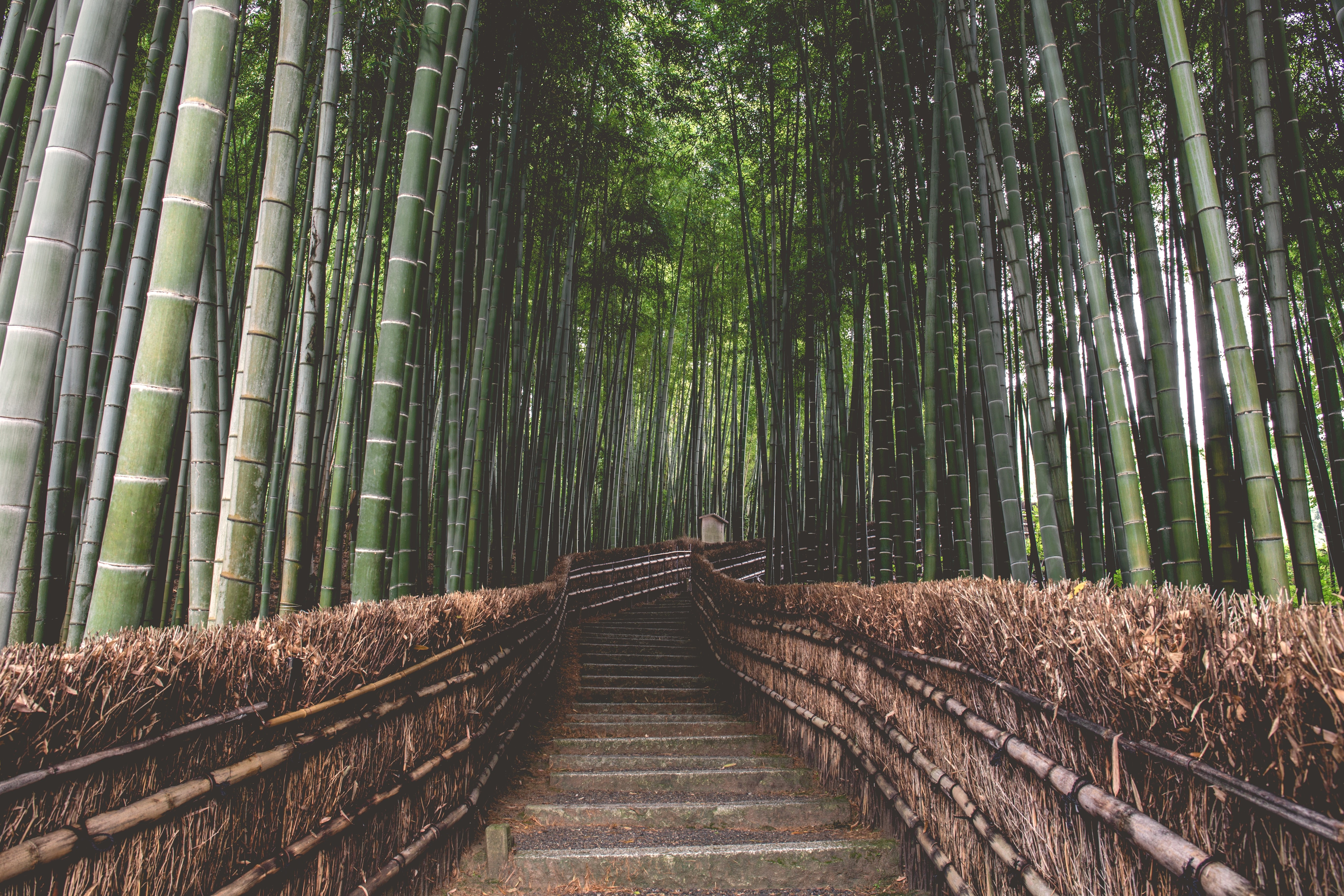 Bamboo: the eco friendly material with innumerable qualities Maikii Bamboo: the eco friendly material with innumerable qualities Maikii
